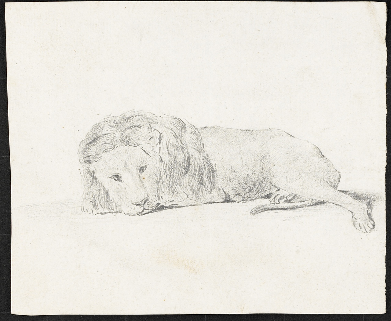 Studie van een liggende leeuw, zijaanzicht, Johan Pieter Bourjé