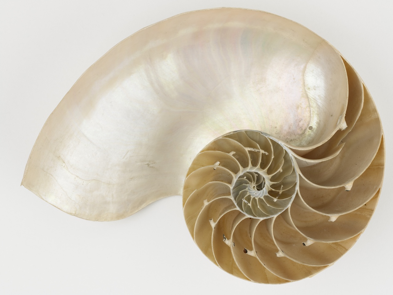 Nautilus pompilius L.