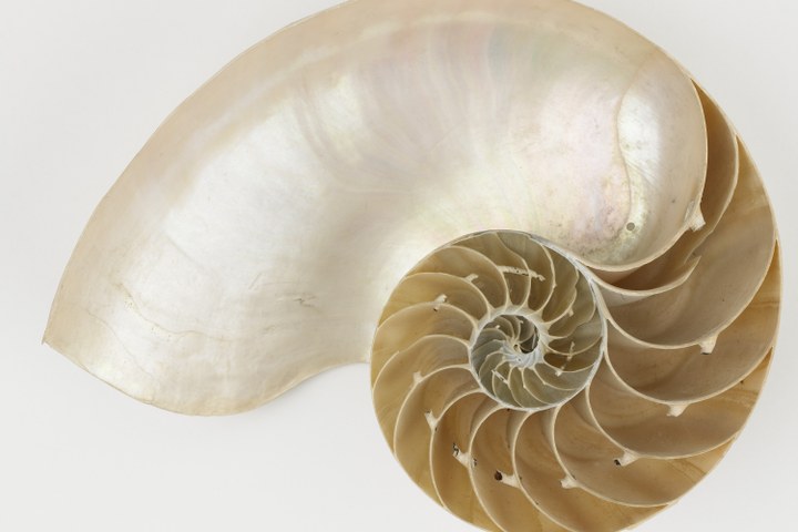 Nautilus pompilius L.