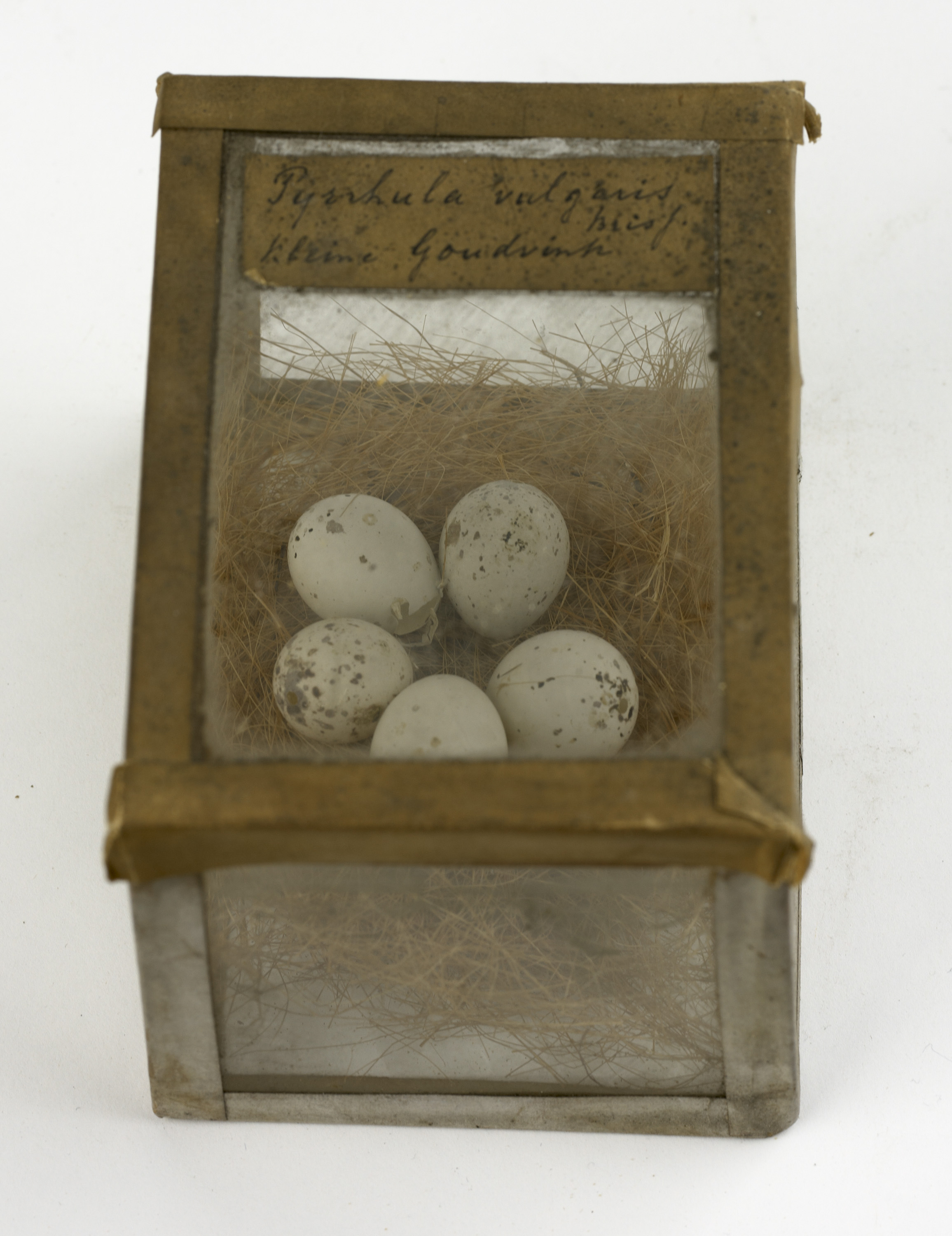 Nest met eieren van goudvink — Zeeuws Museum EN