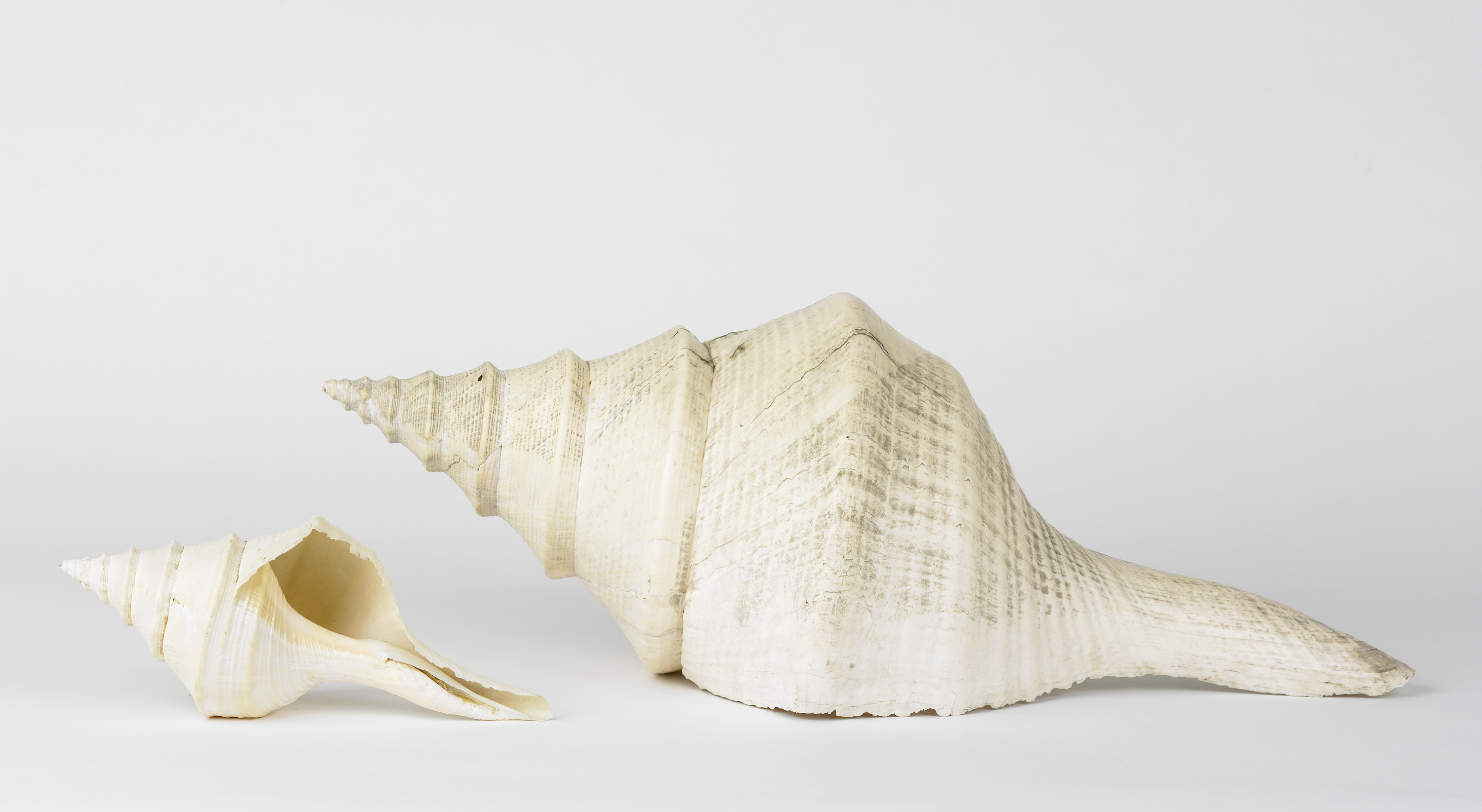 Reuzentrompethoorn (Syrinx aruanus), Australië — Zeeuws Museum EN