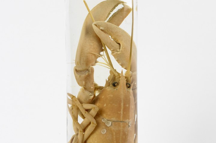 Homarus gammarus (Linnaeus, 1758), Zeekreeft, alcoholpreparaat