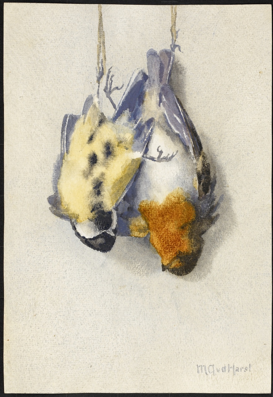 Aquarellen van dode vogeltjes, Marie van der Harst