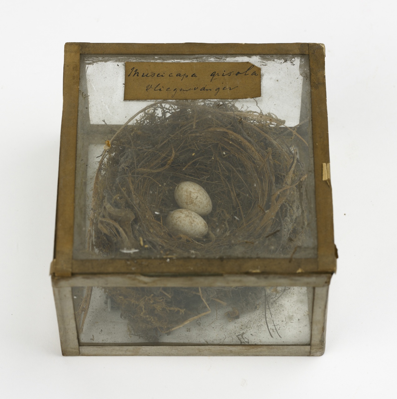 Nest met eieren van de grauwe vliegenvanger