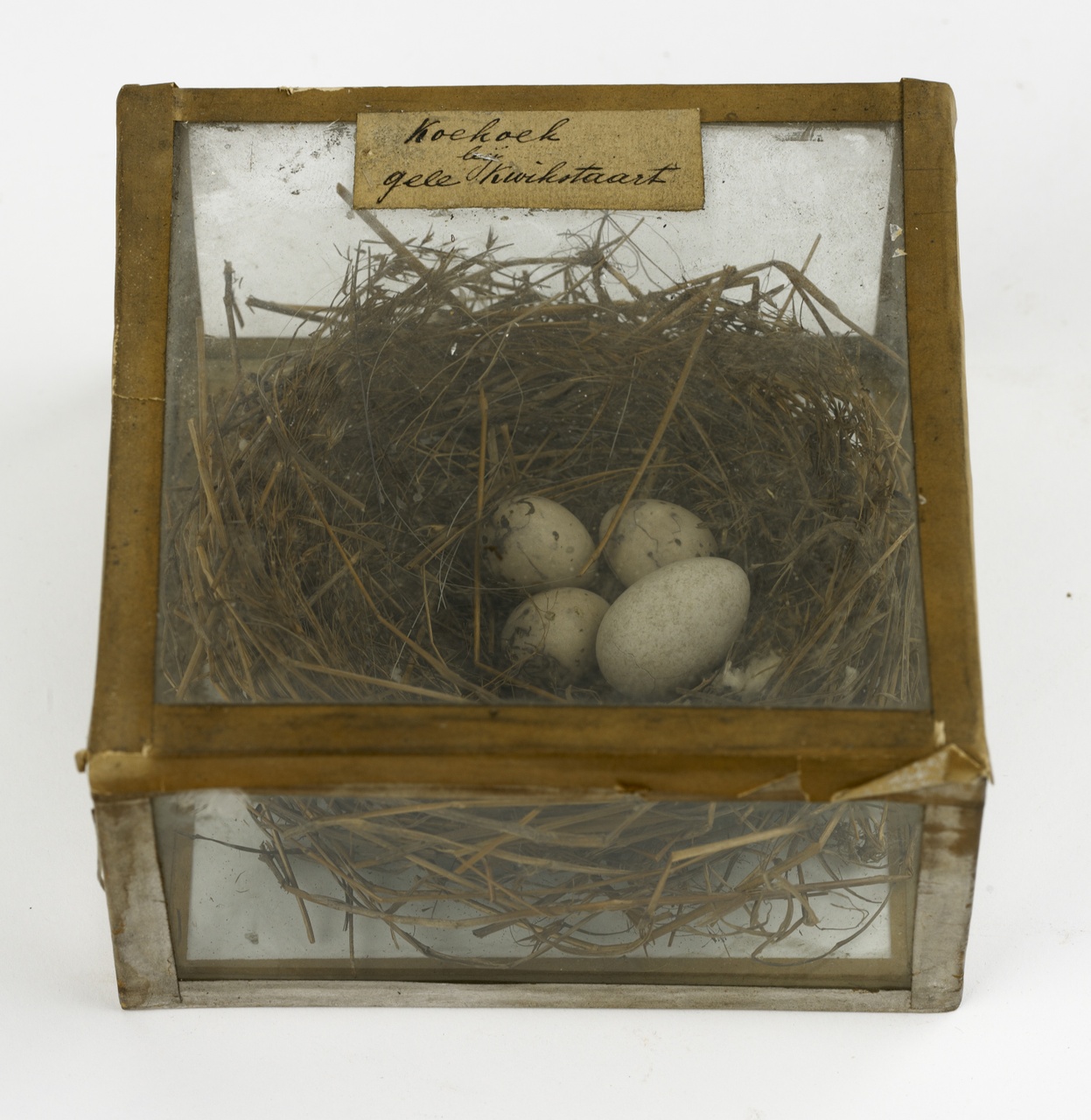 Nest met eieren van gele kwikstaart en koekoek