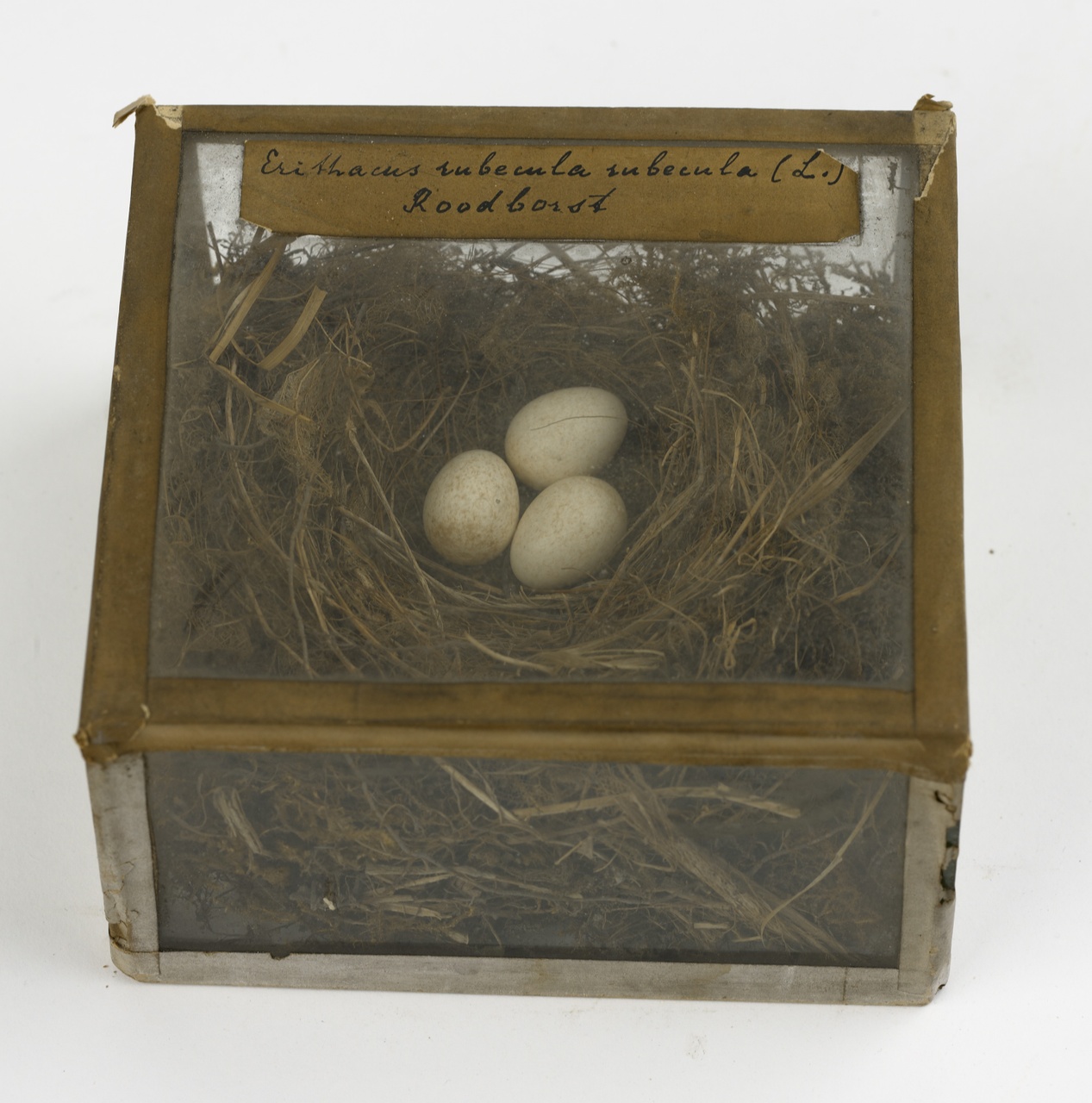 Nest met eieren van roodborst