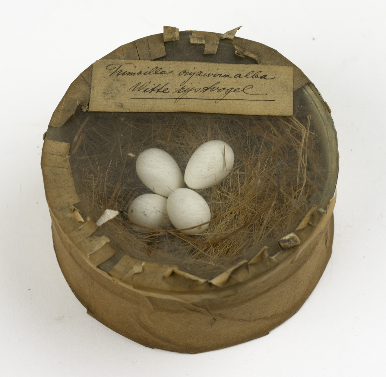 Nest met eieren van witte rijstvogel