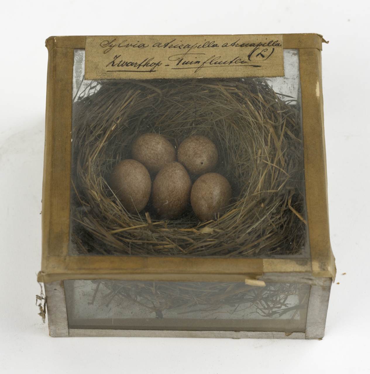 Nest met eieren van zwartkop