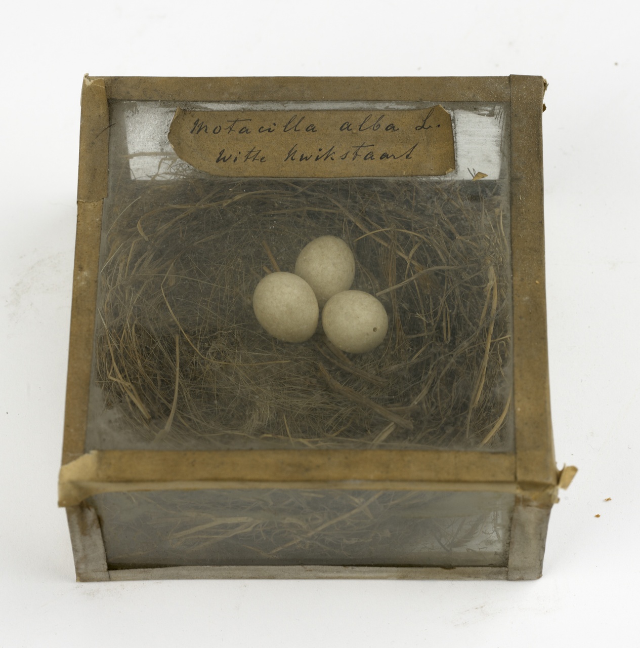 Nest met eieren van witte kwikstaart