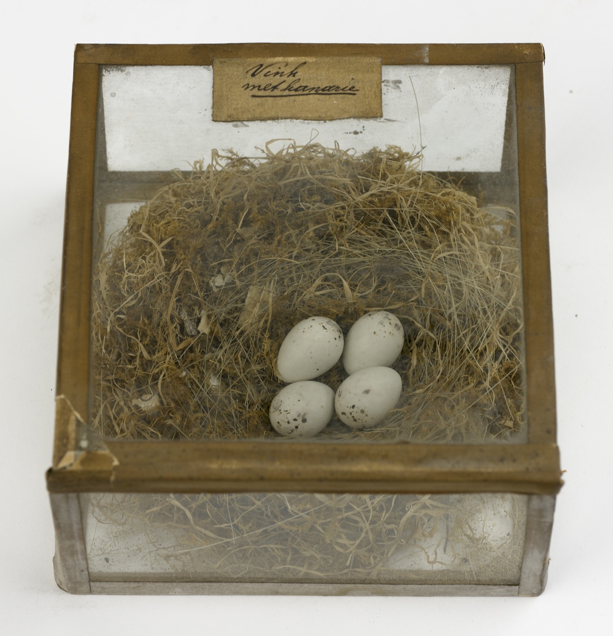 Nest met eieren van vink en kanarie