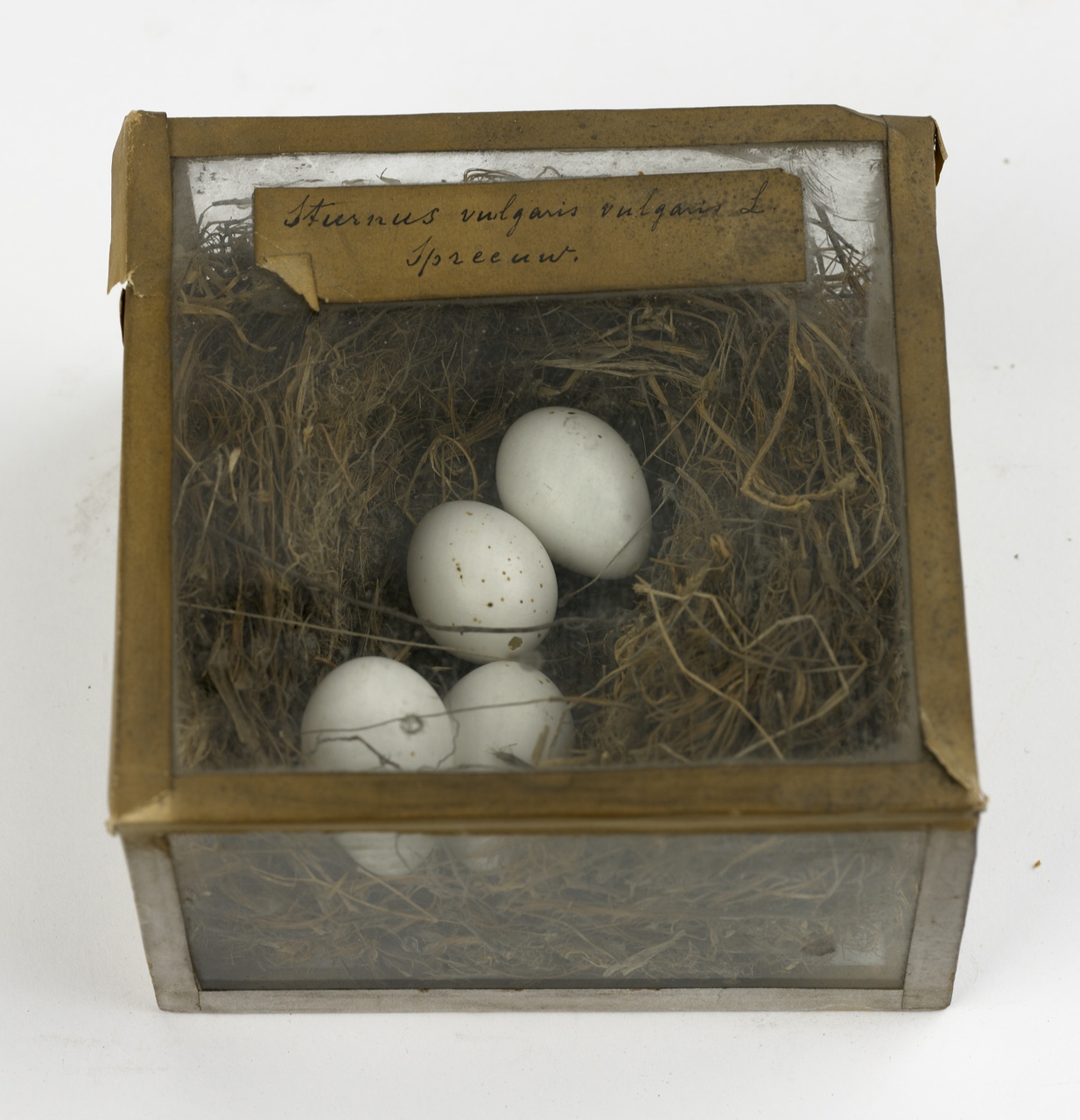 Nest met eieren van spreeuw