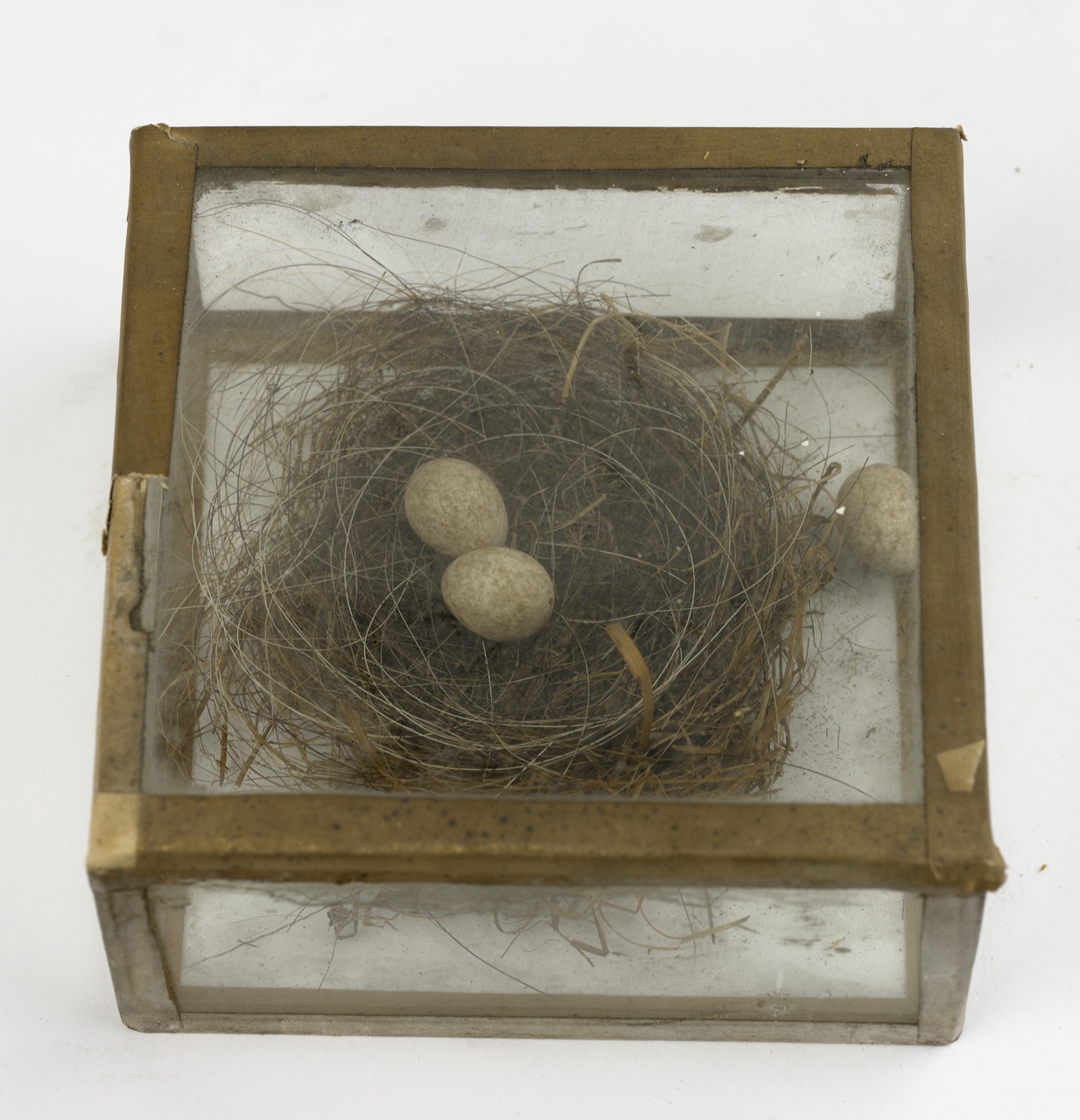 Nest met drie eieren
