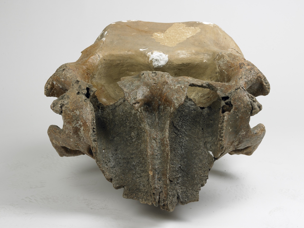 Schedelbasis van een wolharige mammoet - cranium