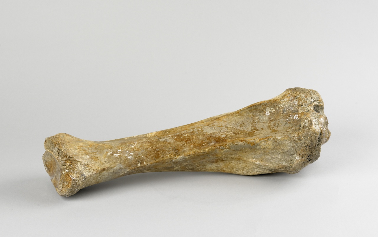 Scheenbeen rechts van een wolharige mammoet - tibia dext.