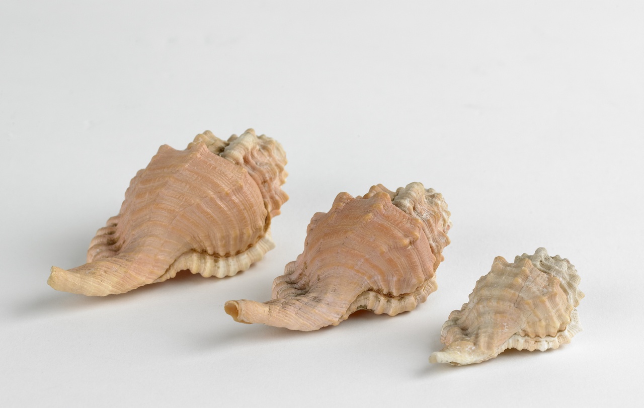 Triton cynocephalum, Lamarck, schelp