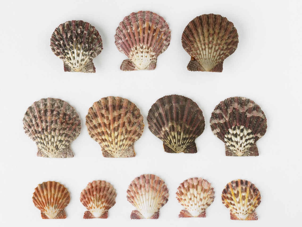 Pecten pallium Linnaeus, schelp