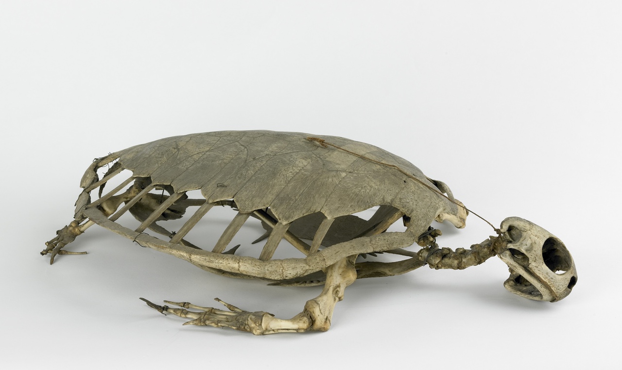 Skelet van een schildpad