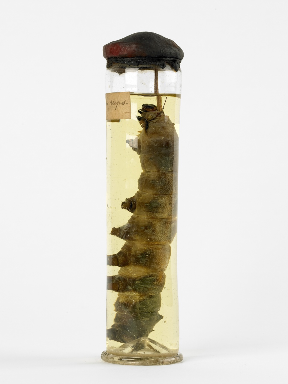 Goliathus goliathus (Linneaus, 1771), Goliathkever, alcoholpreparaat