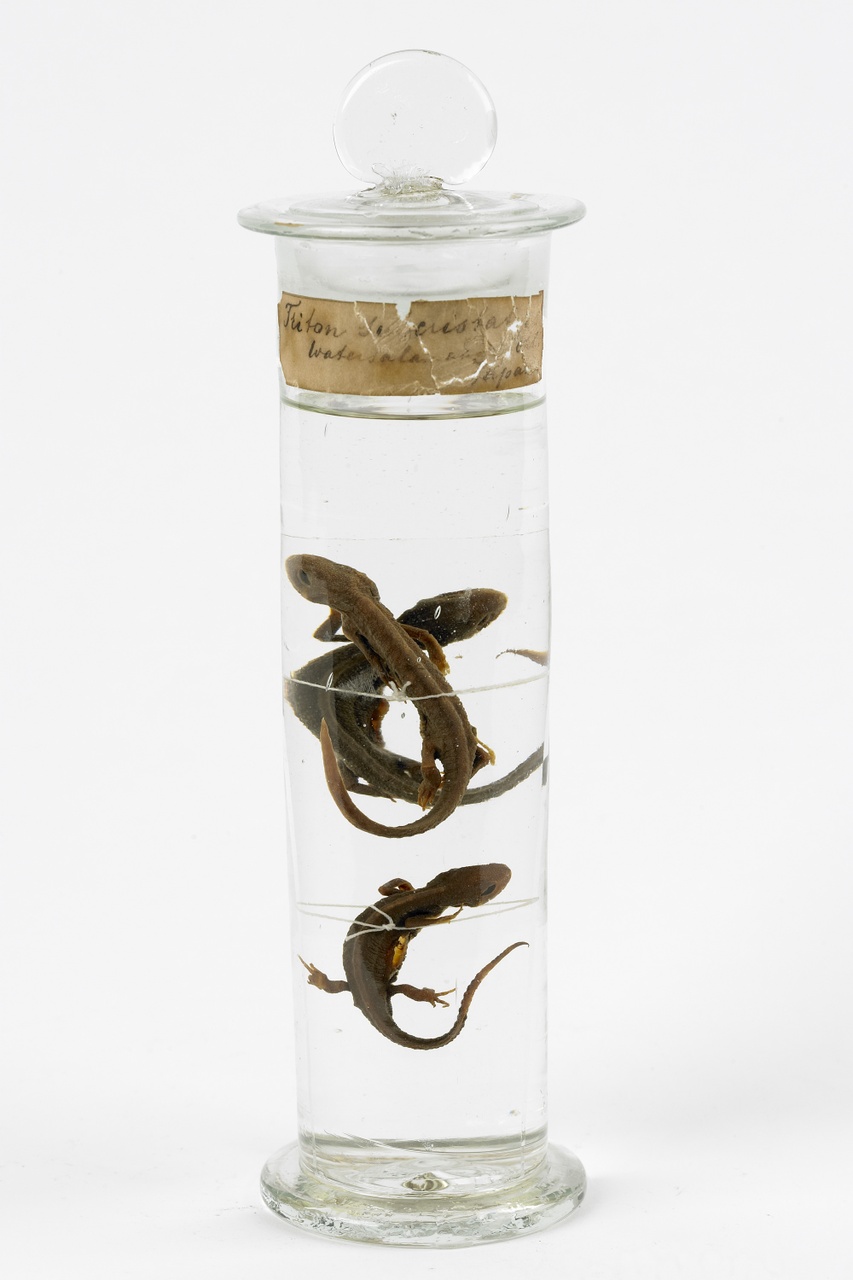 Cynops pyrrhogaster (Boie, 1826), Vuurbuiksalamander, alcoholpreparaat