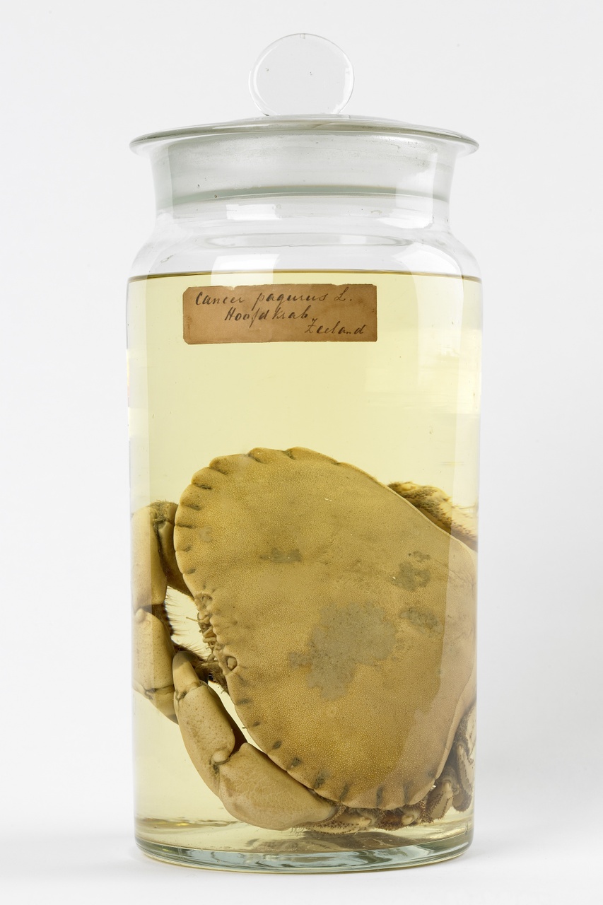 Cancer pagurus Linnaeus, 1758, Noordzeekrab, alcoholpreparaat