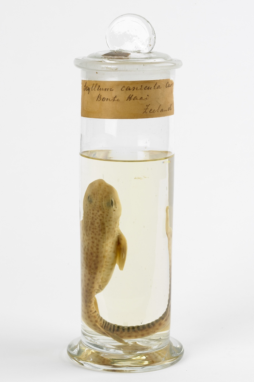 Scyliorhinus caniculata (Linnaeus, 1758), Hondshaai, alcoholpreparaat