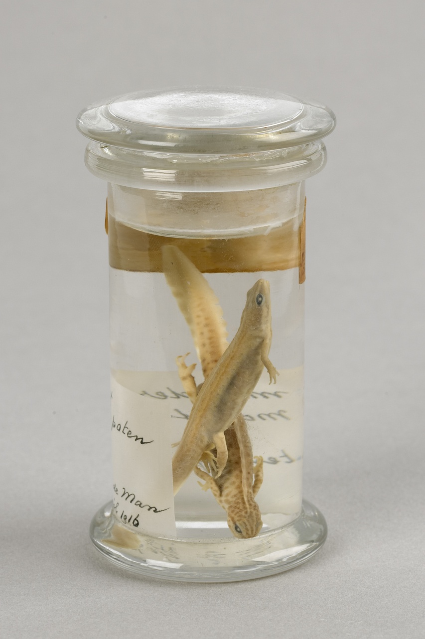 Lissotriton vulgaris (Linnaeus, 1758), Kleine Watersalamander, alcoholpreparaat