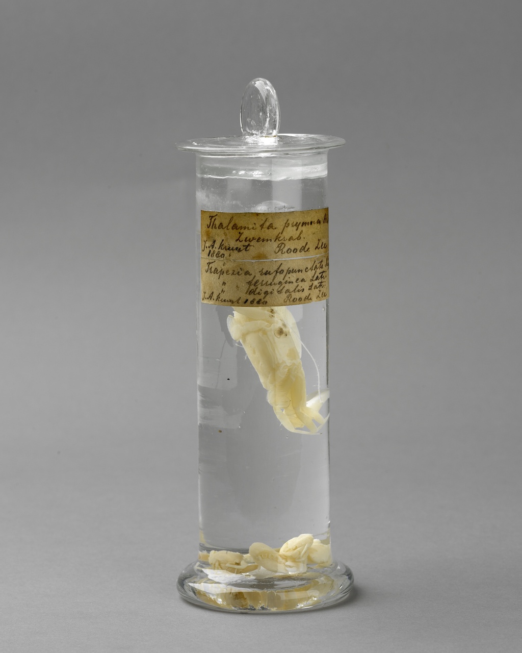 Thalamita prymna (Herbst, 1803), Soort zwemkrab, alcoholpreparaat