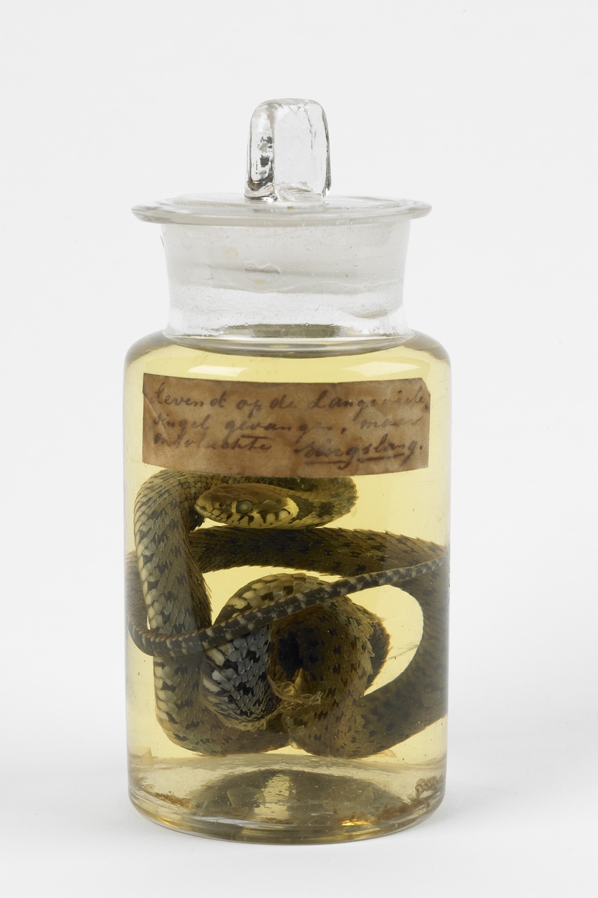 Natrix natrix (Linnaeus, 1758), Ringslang, alcoholpreparaat