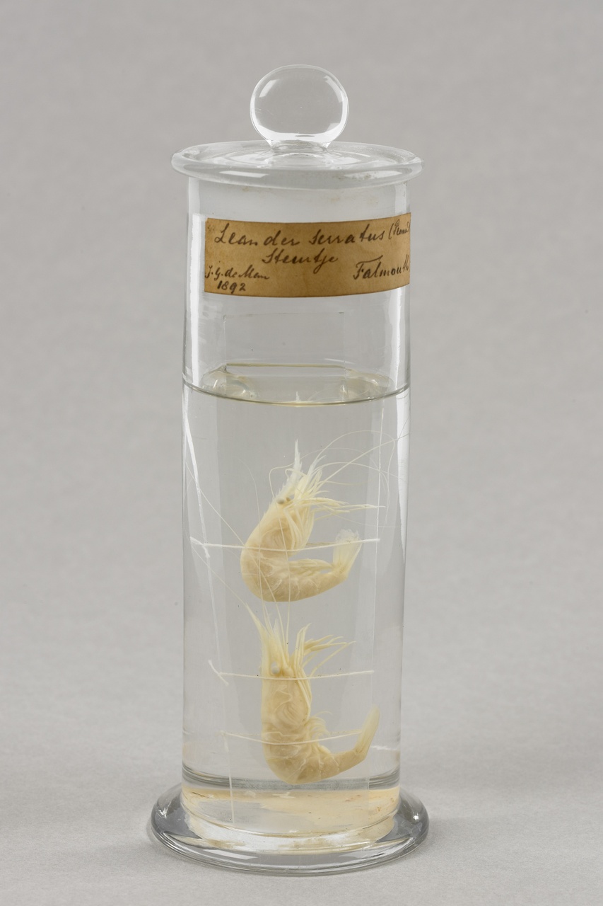 Palaemon longirostris H. Milne Edwards, 1837, Langneussteurgarnaal, alcoholpreparaat