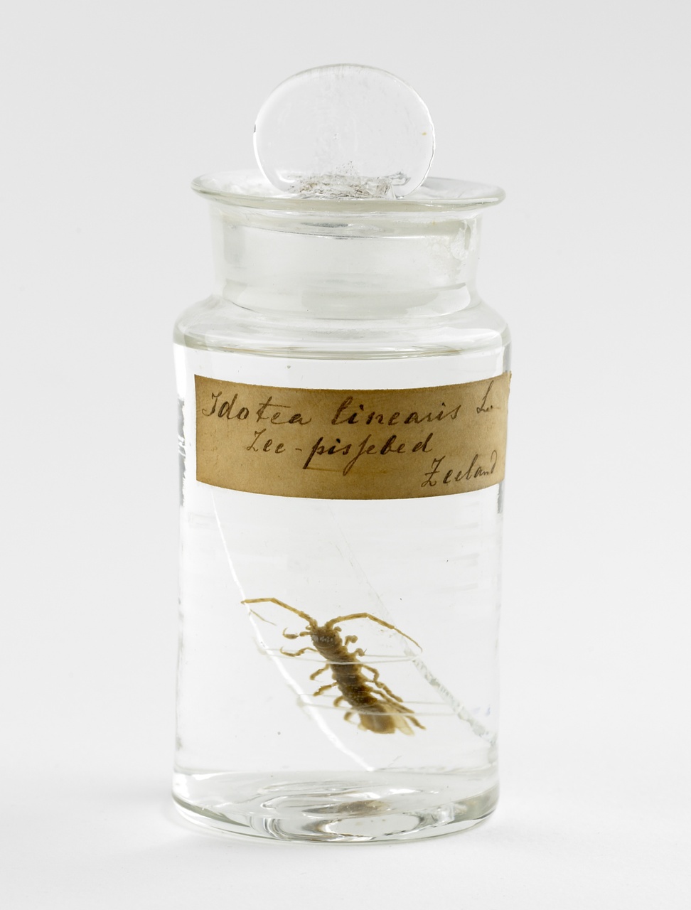 Idotea linearis (Linnaeus, 1758), Lange zeepissebed, alcoholpreparaat