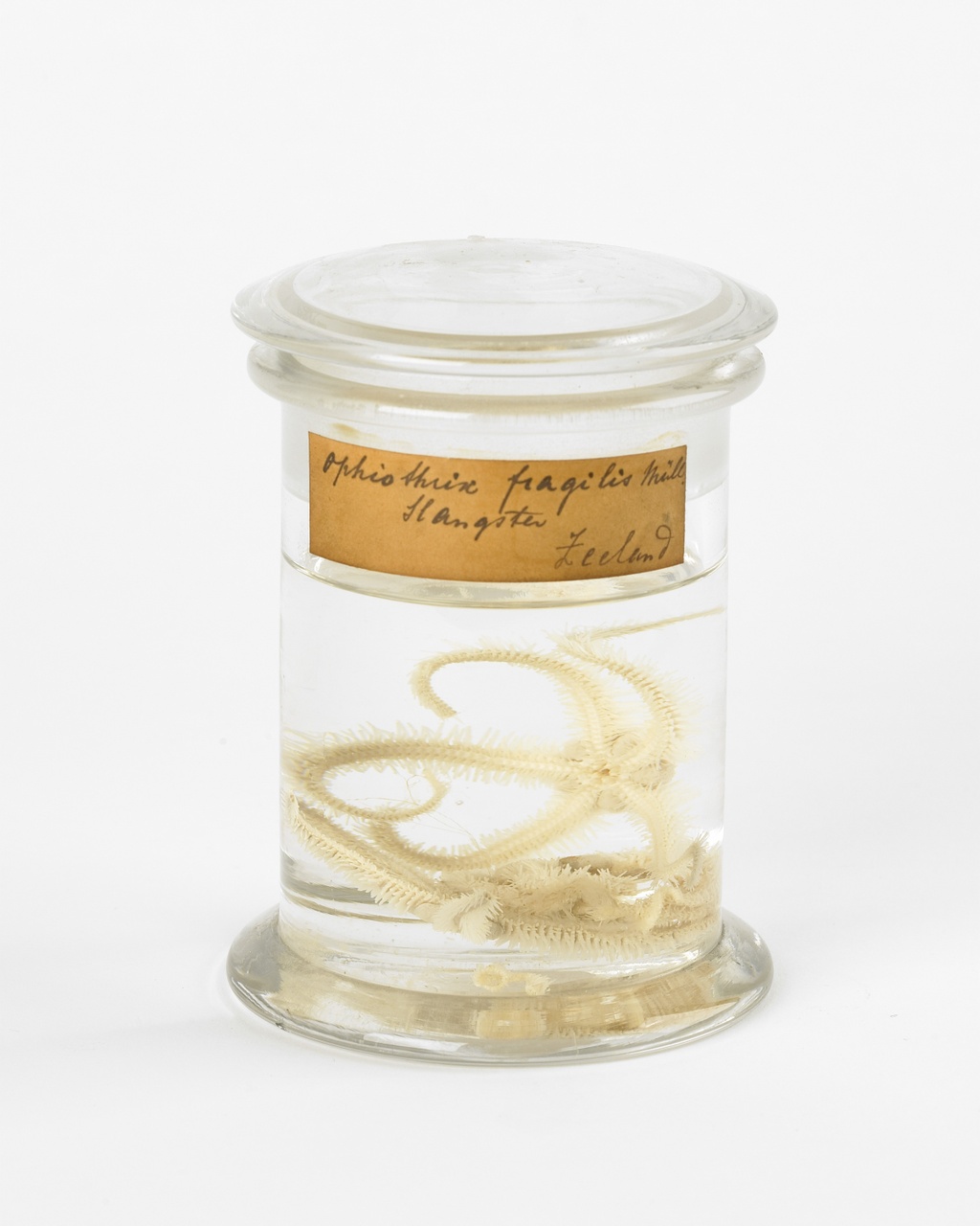 Ophiothrix fragilis (Müller, 1789), Brokkelster, alcoholpreparaat