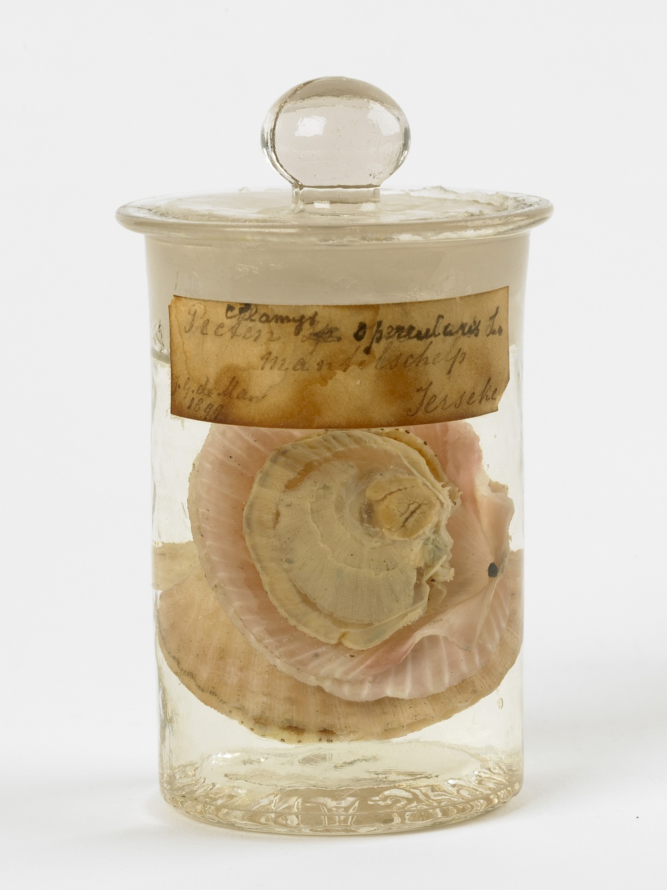 Aequipecten opercularis (Linnaeus, 1758), Wijde Mantel, alcoholpreparaat