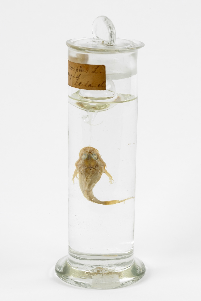 Myoxocephalus scorpius (Linnaeus, 1758), Zeedonderpad, alcoholpreparaat