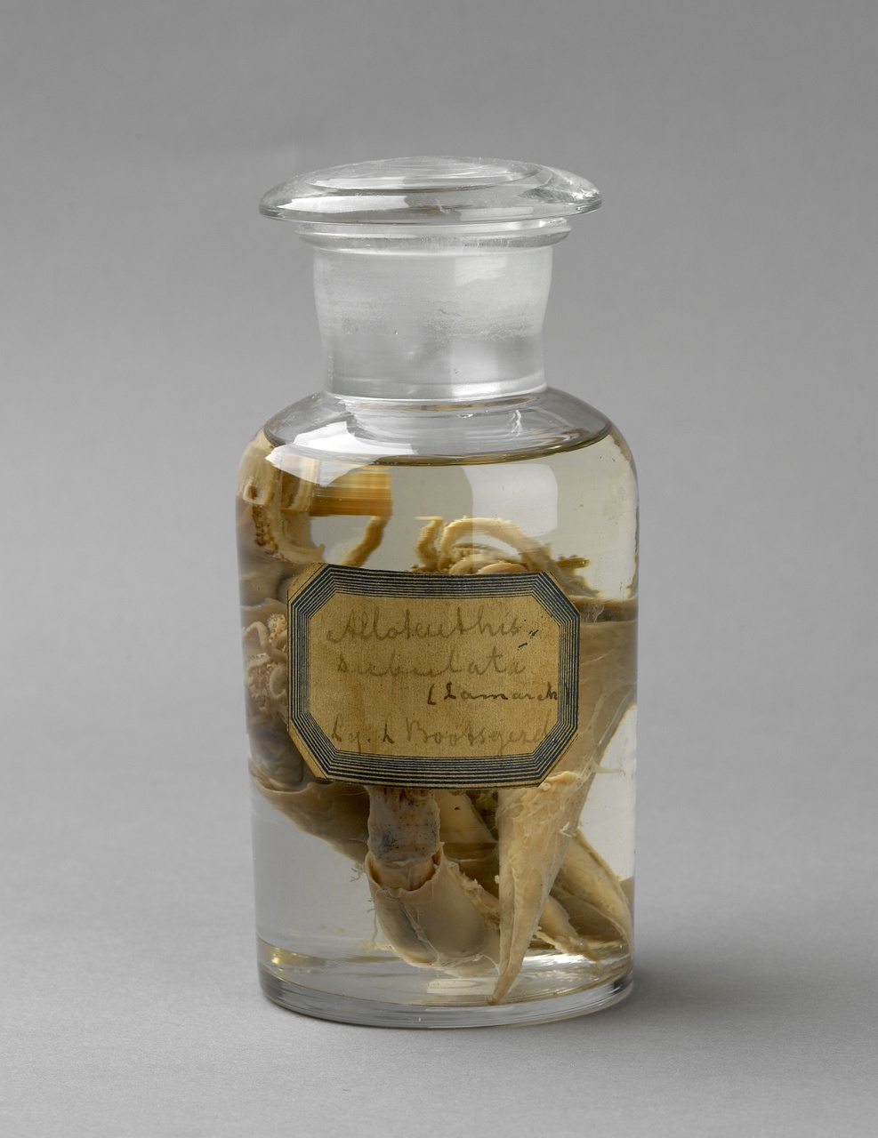 Allotheutis subulata (Lamarck, 1798), Dwergpijlinktvis, alcoholpreparaat