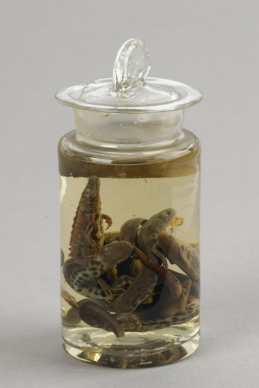 Triturus cristatus (Laurenti, 1768), Kamsalamander, alcoholpreparaat