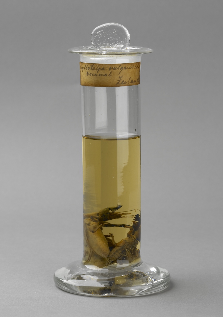 Gryllotalpa gryllotalpa Linnaeus, 1758, Veenmol, alcoholpreparaat