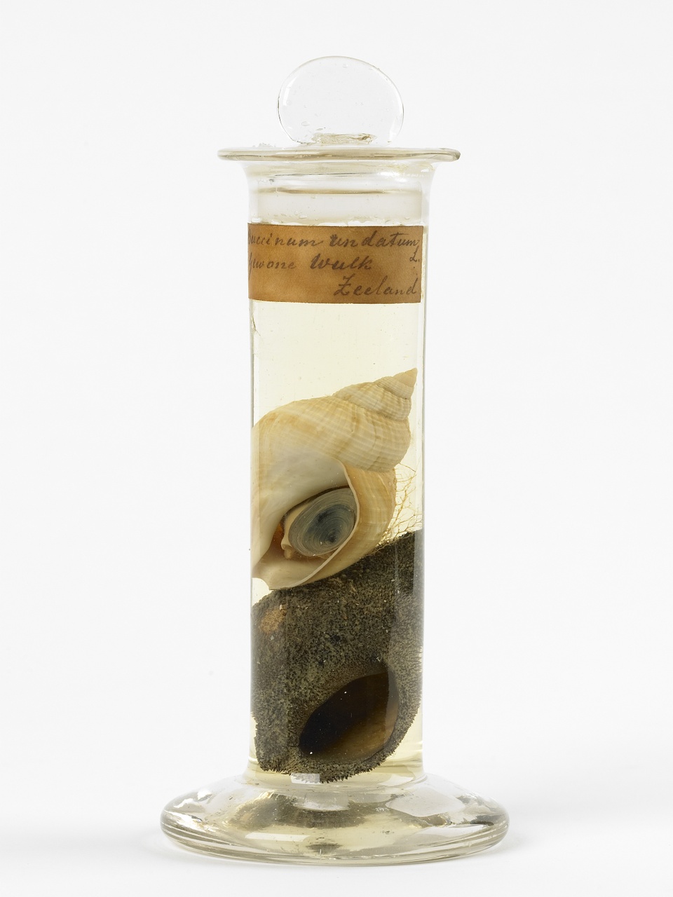 Buccinum undatum Linnaeus, 1758, Wulk, alcoholpreparaat