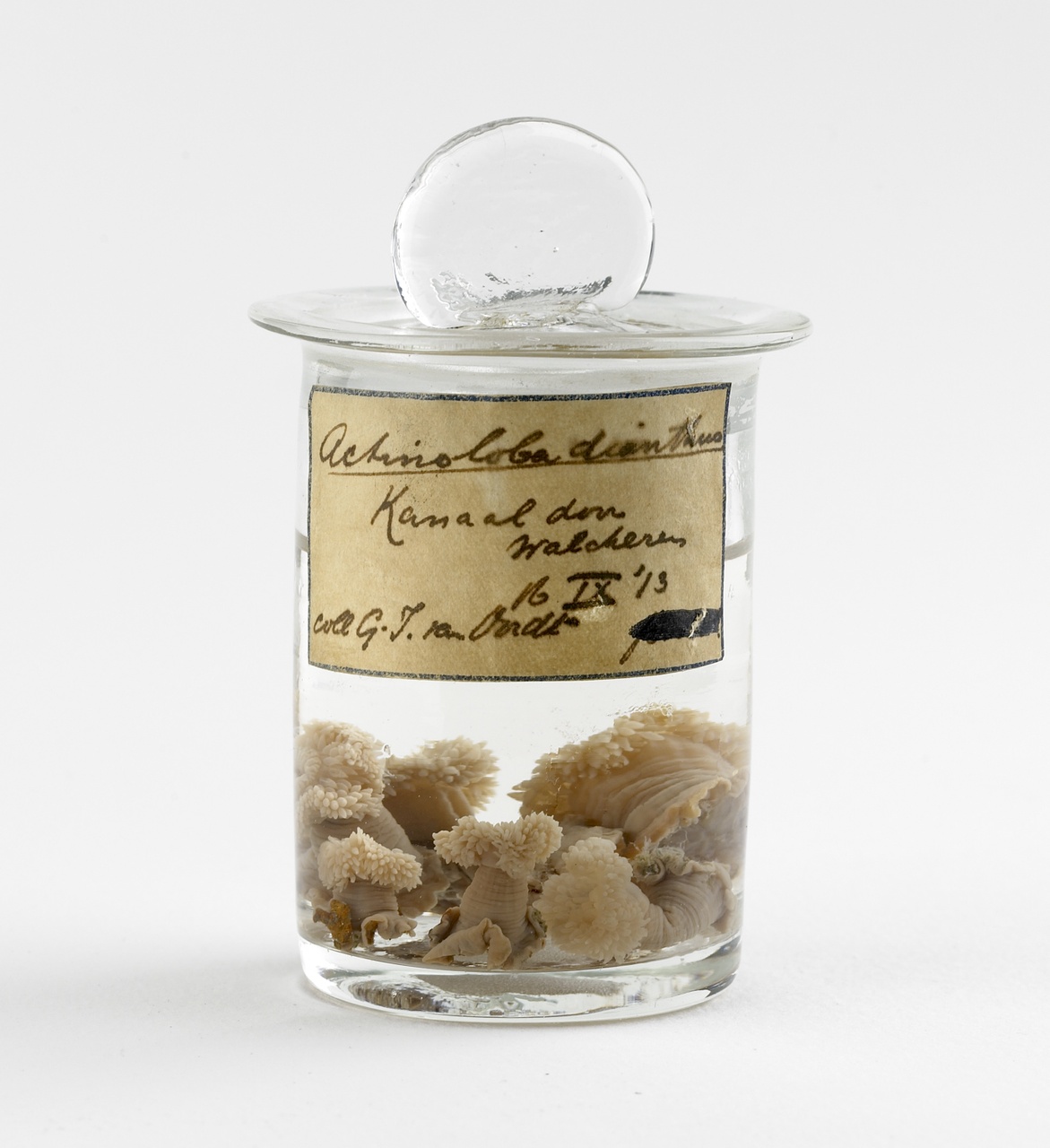 Metridium senile (Linnaeus, 1758), Zeeanjelier, alcoholpreparaat