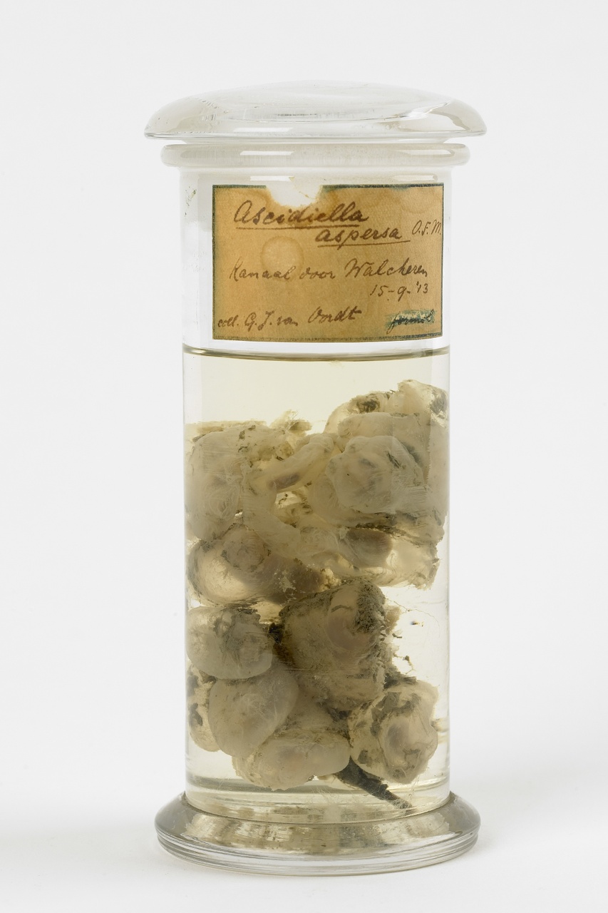 Ascidiella aspera (Müller, 1776), Zakpijp, alcoholpreparaat