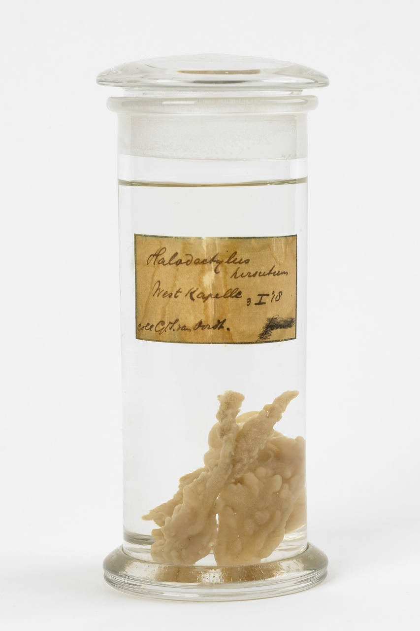 Alcyonidium hirsutum Fleming, 1828, Ruwe zeevinger, alcoholpreparaat