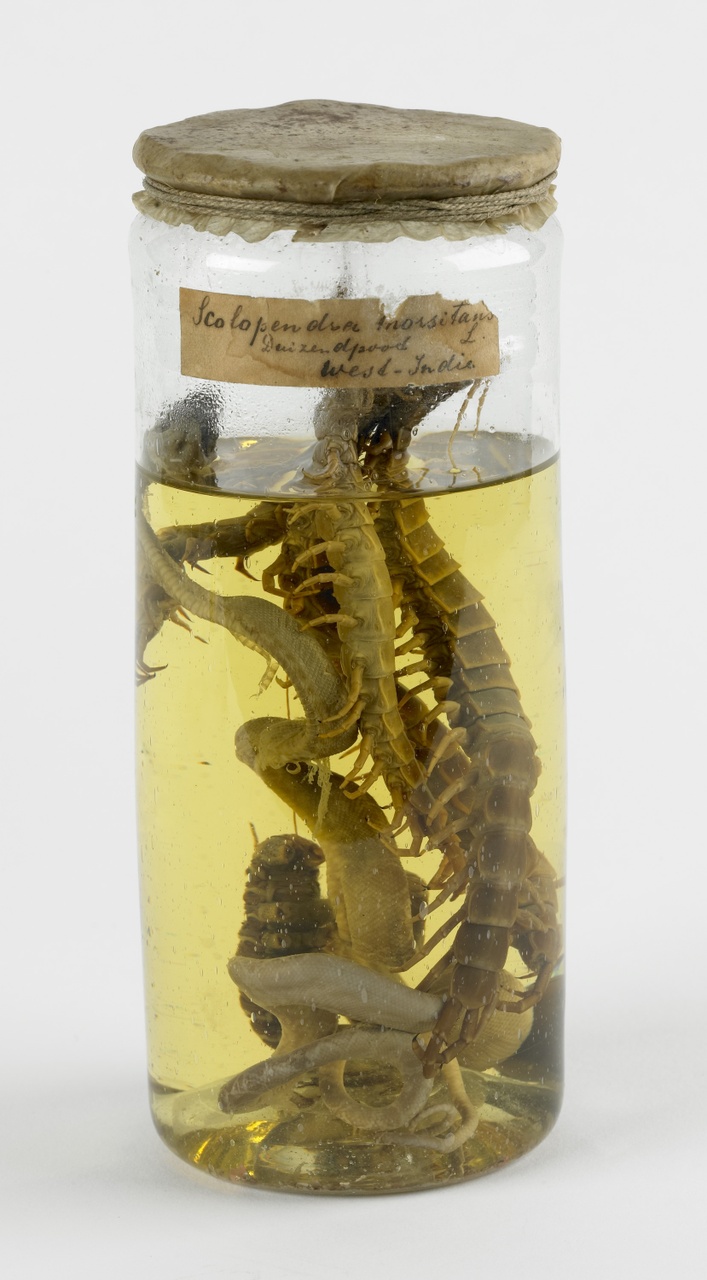 Scolopendra morsitans Linnaeus, 1758, Duizendpoot, alcoholpreparaat