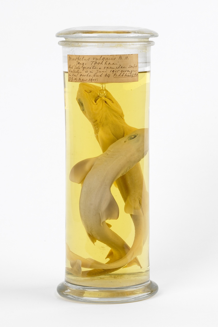 Mustelus mustelus (Linnaeus, 1758), Hondshaai, alcoholpreparaat
