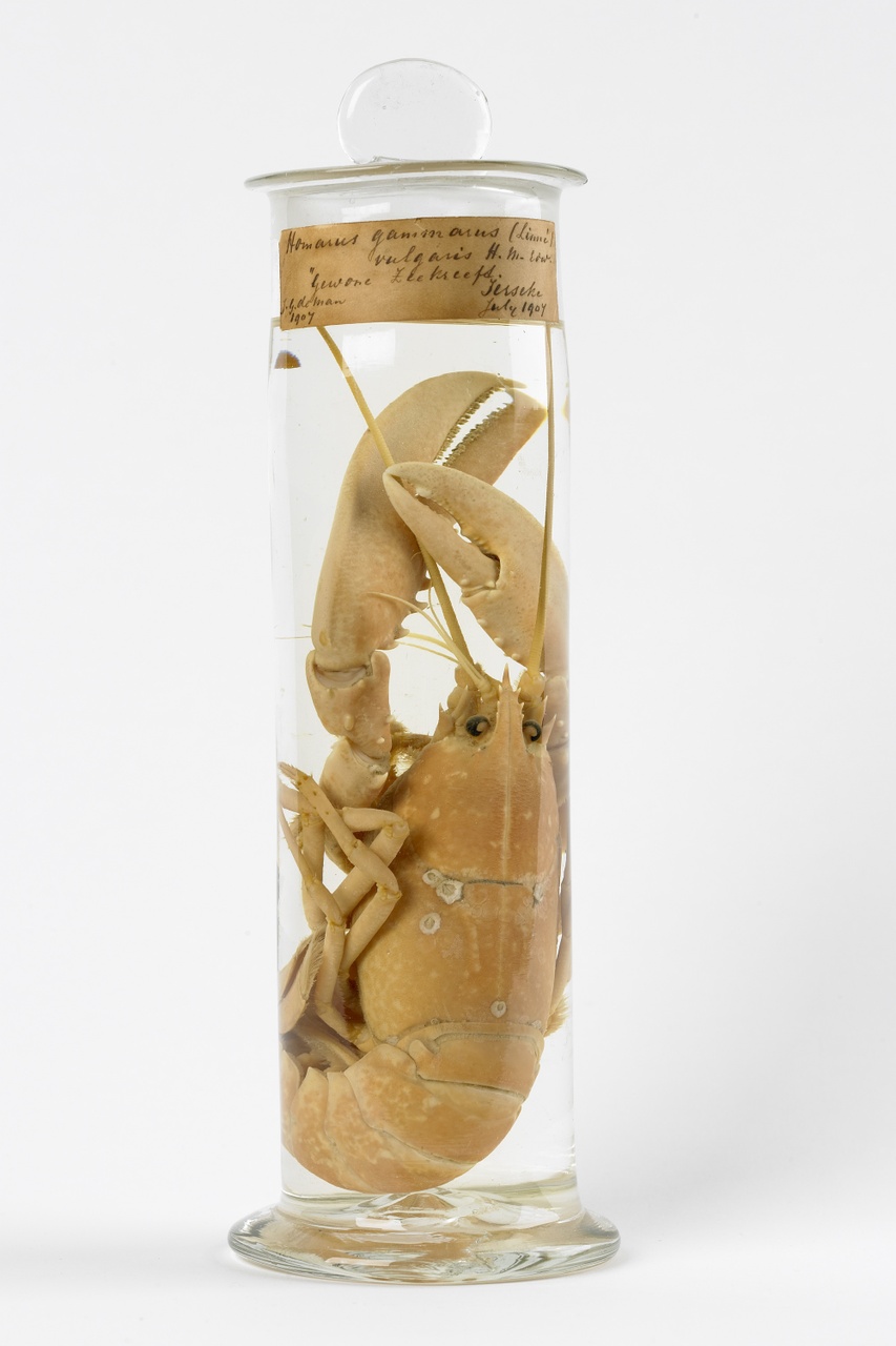 Homarus gammarus (Linnaeus, 1758), Zeekreeft, alcoholpreparaat