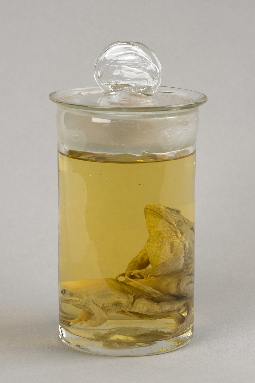 Rana temporaria Linnaeus, 1758, Bruine kikker, alcoholpreparaat