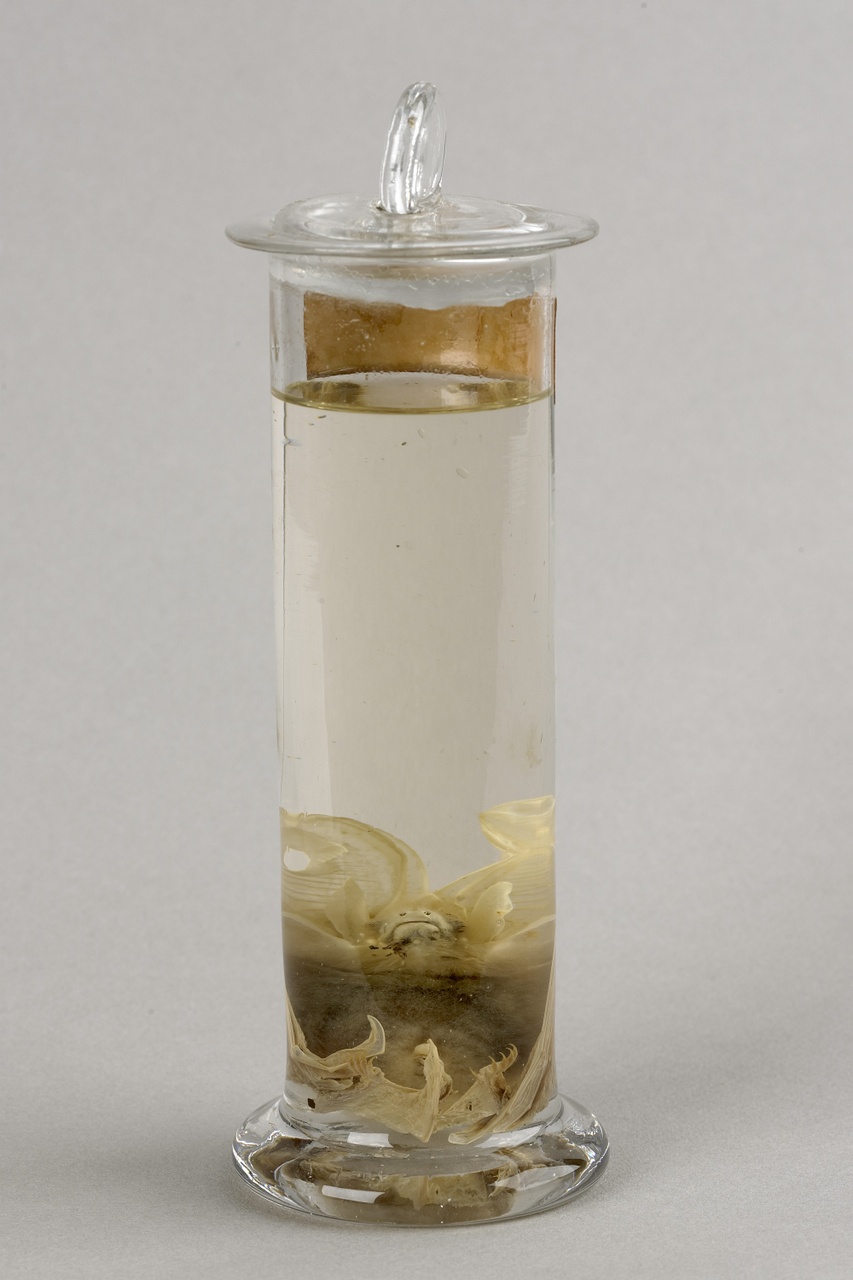 Plecotus auritus (Linnaeus, 1758), Grootoorvleermuis, alcoholpreparaat