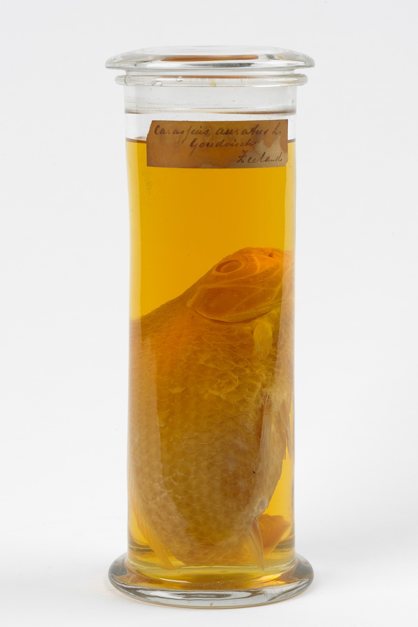 Carassius auratus Linnaeus, 1758, Goudvis, alcoholpreparaat