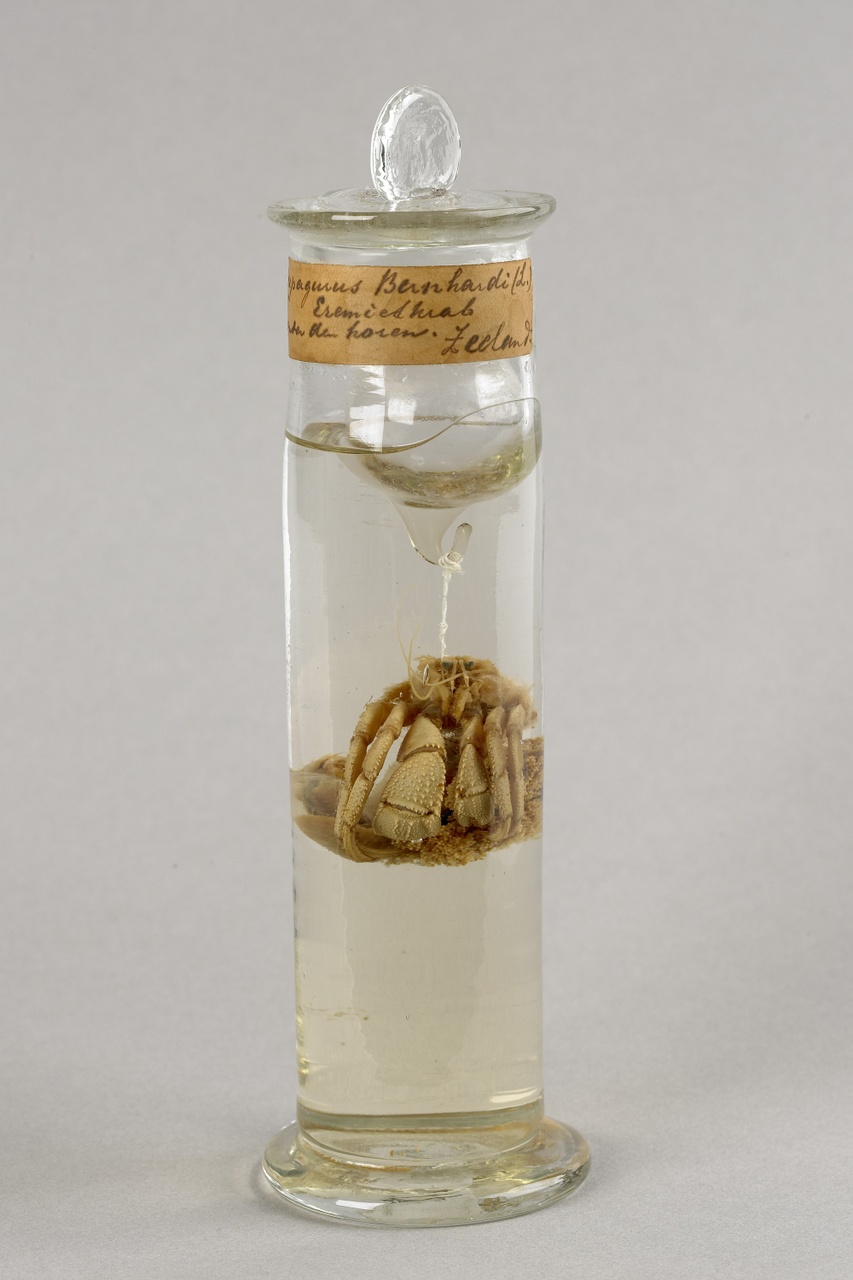 Pagurus bernhardus (Linnaeus, 1758), Heremietkreeft, alcoholpreparaat