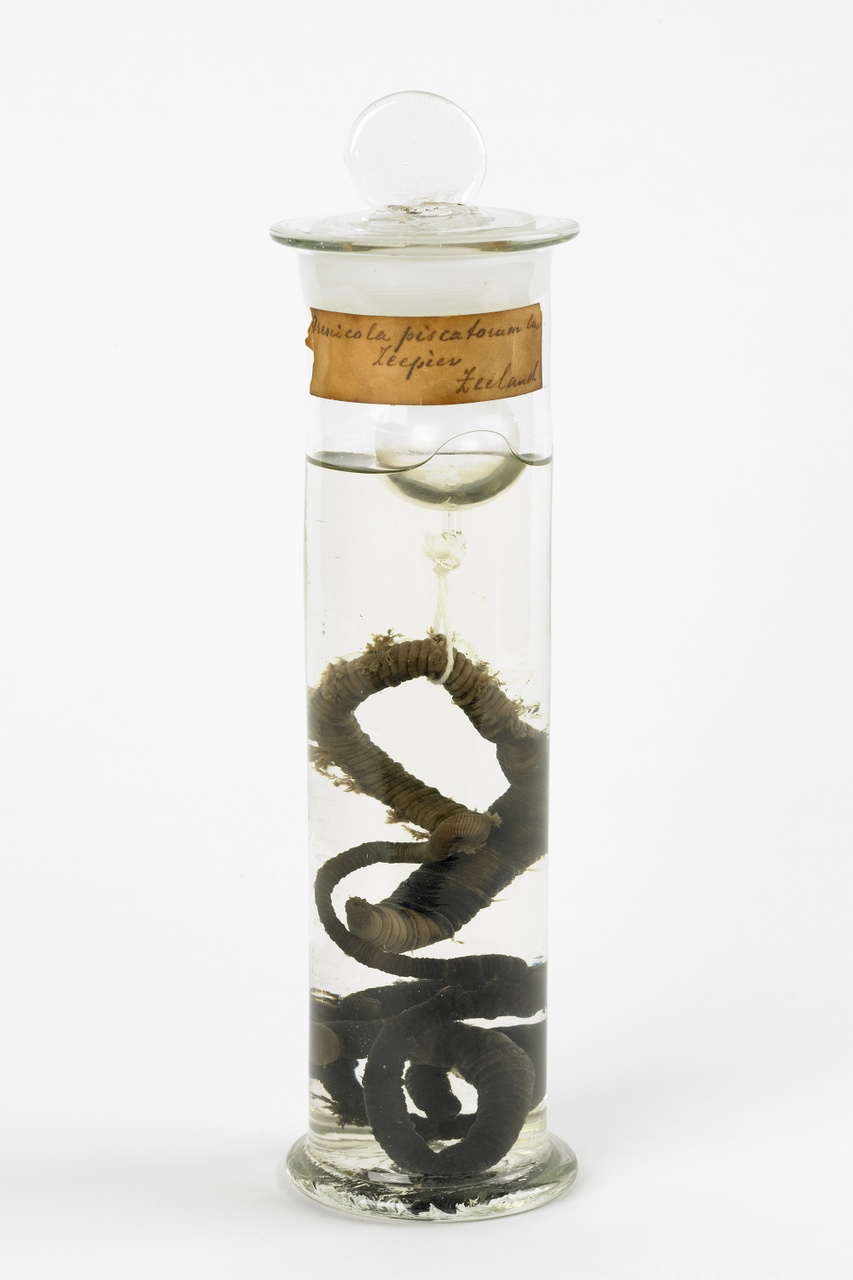 Arenicola marina (Linnaeus, 1758), Zeepier, alcoholpreparaat