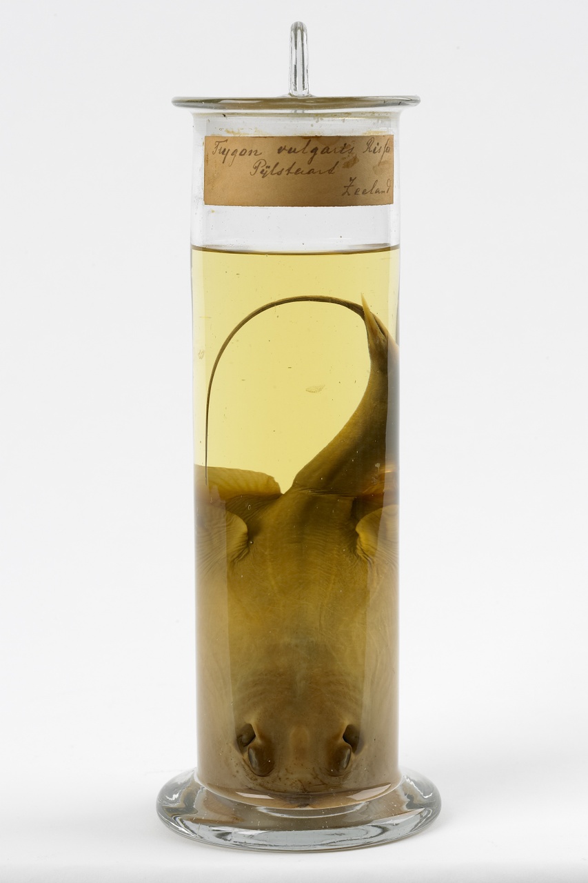 Dasiatis pastinaca (Linnaeus, 1758), Pijlstaartrog, alcoholpreparaat