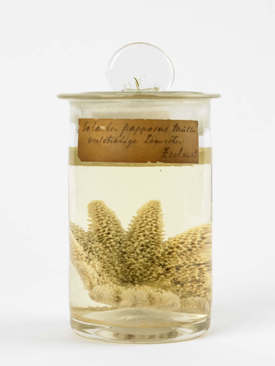 Crossater papposus (Linnaeus, 1776), Zonnester, alcoholpreparaat